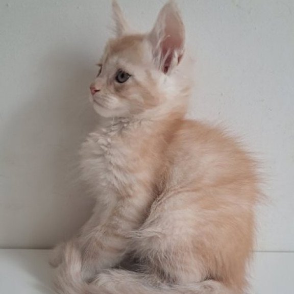 Maine Coon Alva Cris