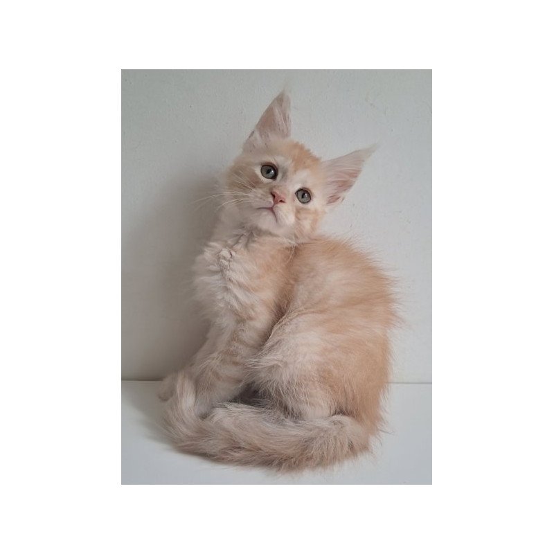 Maine Coon Alva Cris