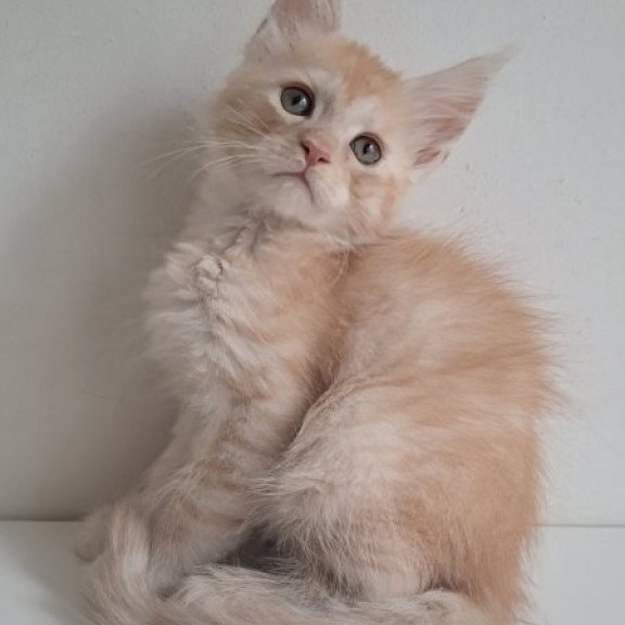 Maine Coon Alva Cris