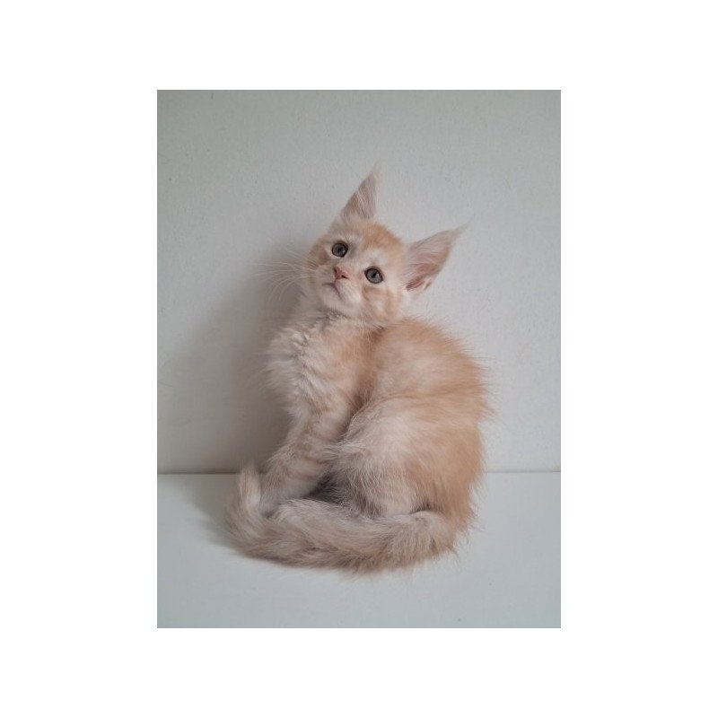 Maine Coon Alva Cris