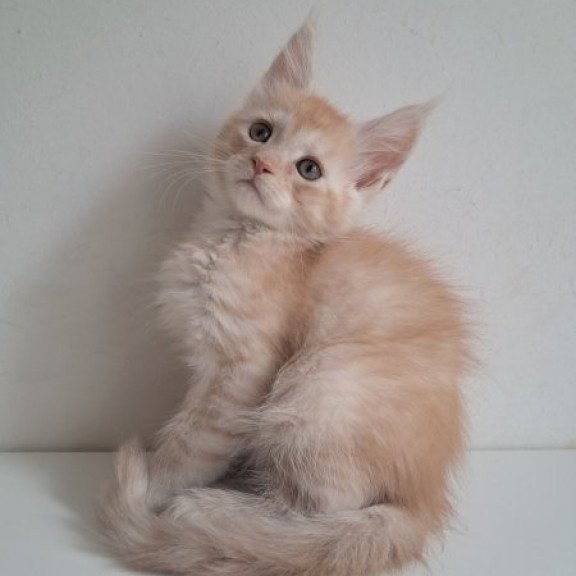 Maine Coon Alva Cris