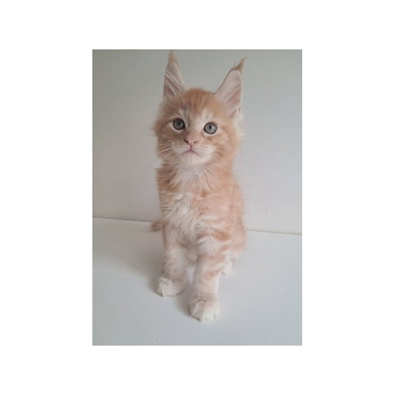 Maine Coon Alva Cris