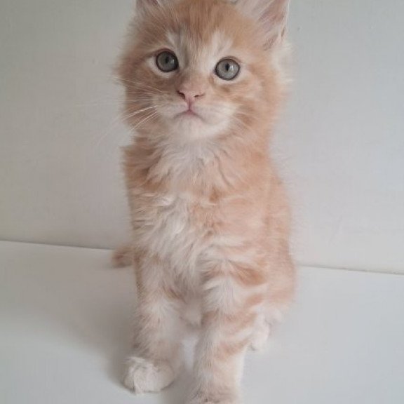 Maine Coon Alva Cris