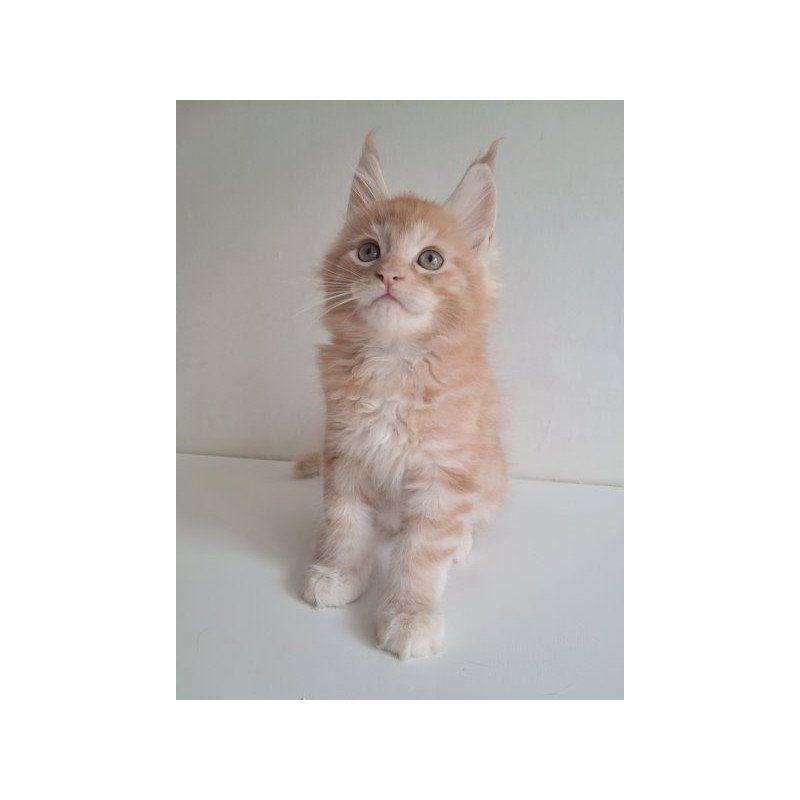 Maine Coon Alva Cris