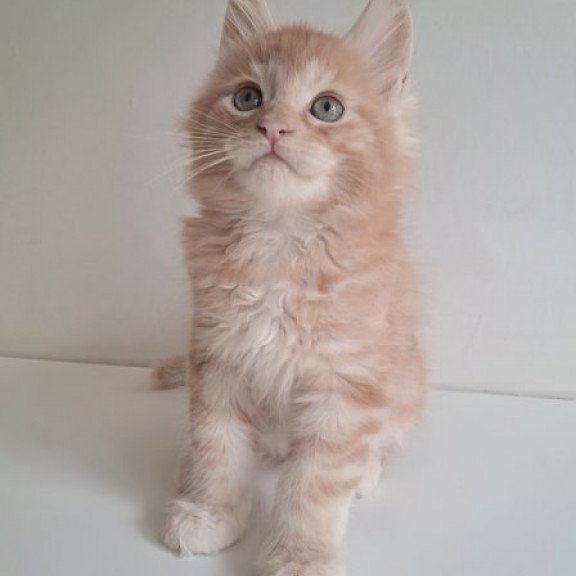 Maine Coon Alva Cris