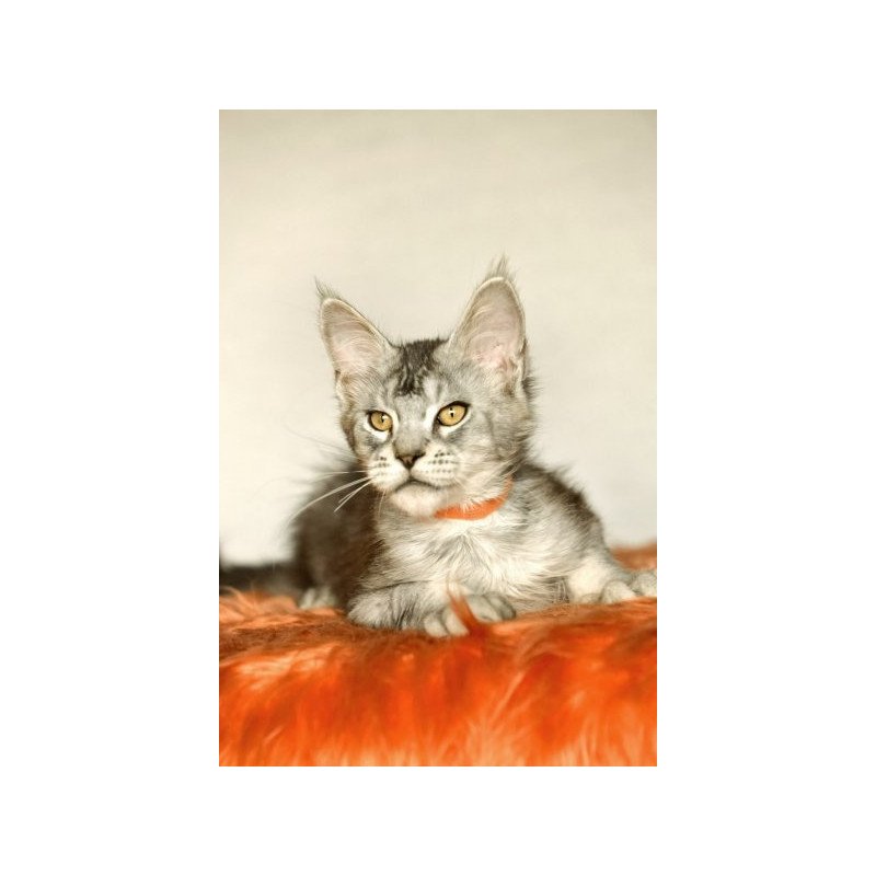 Maine Coon Alva Yusef