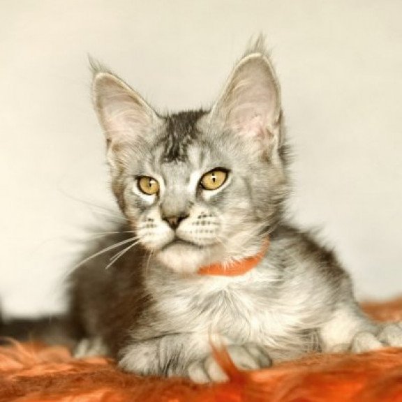 Maine Coon Alva Yusef