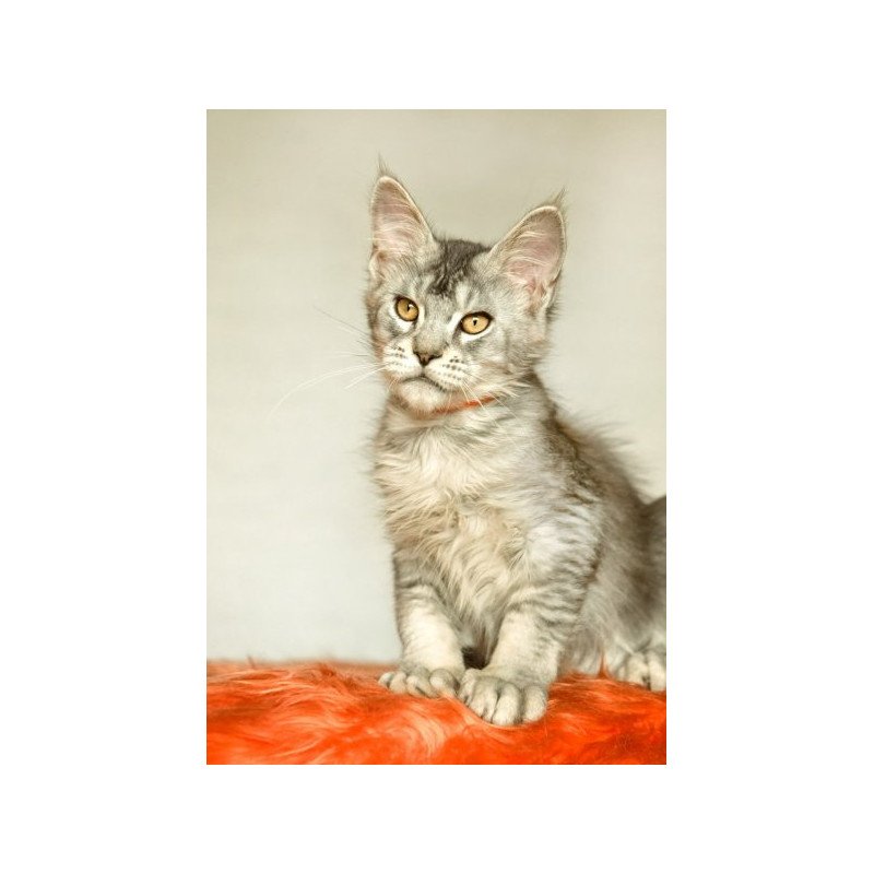 Maine Coon Alva Yusef