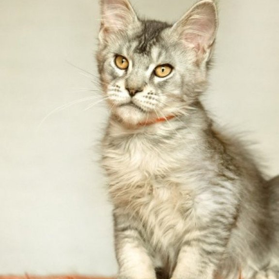 Maine Coon Alva Yusef