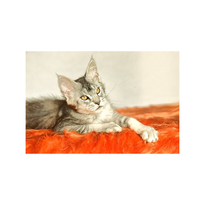 Maine Coon Alva Yusef