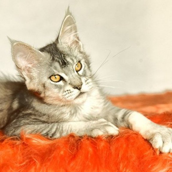 Maine Coon Alva Yusef