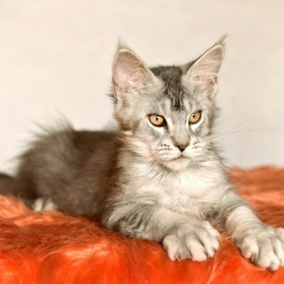 Maine Coon Alva Yusef