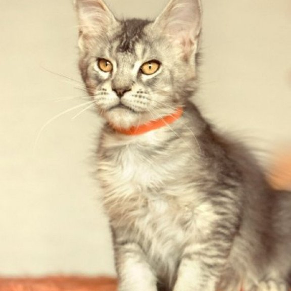 Maine Coon Alva Yusef