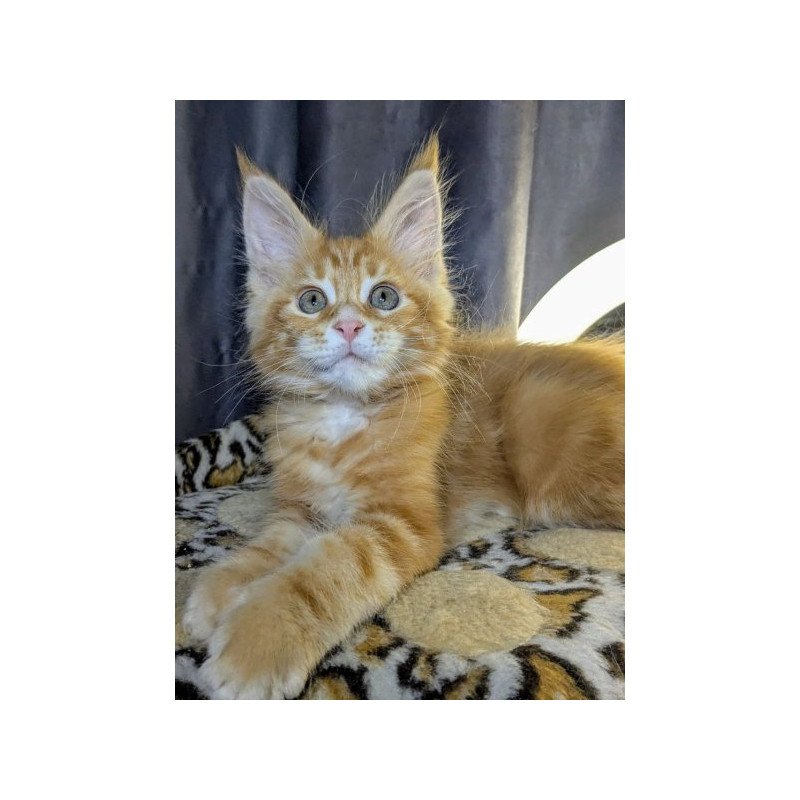 Maine Coon Alva Quora