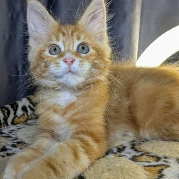 Maine Coon Alva Quora