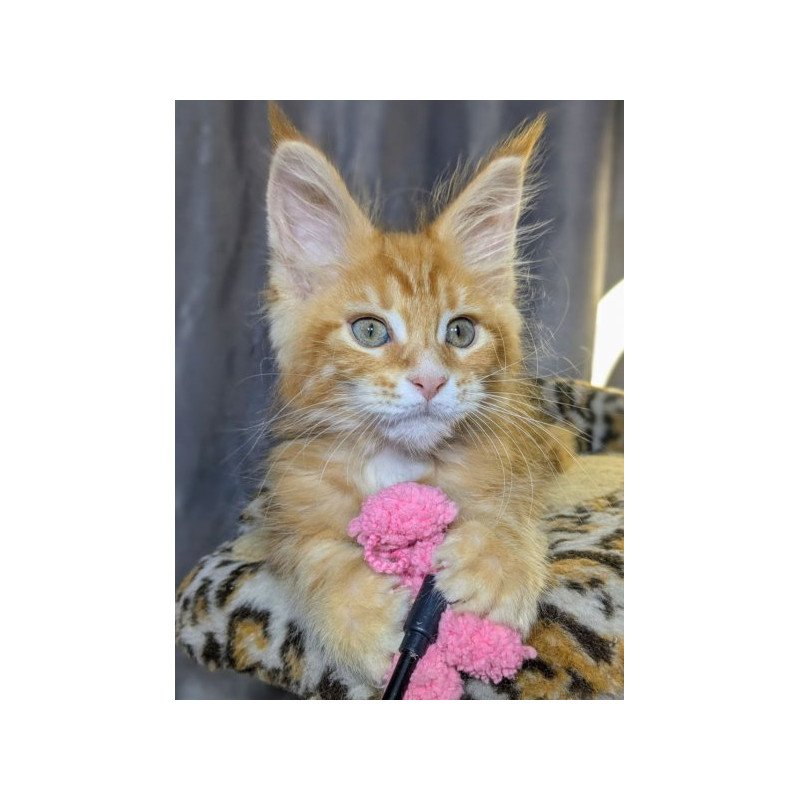 Maine Coon Alva Quora