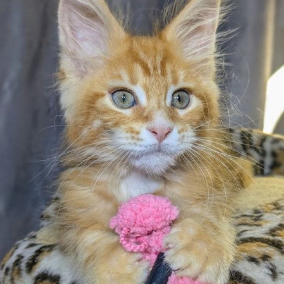Maine Coon Alva Quora