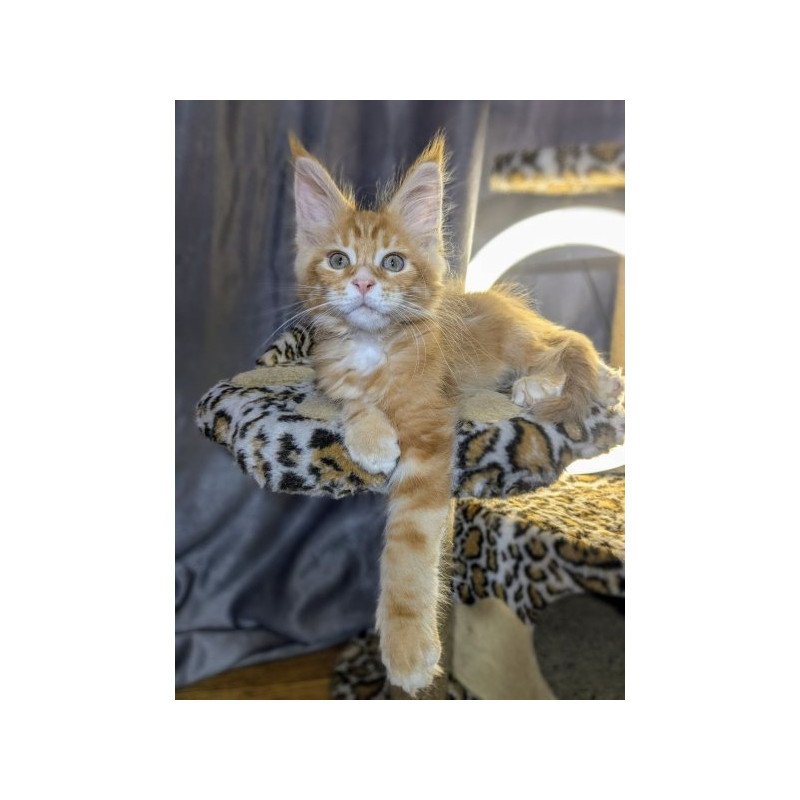 Maine Coon Alva Quora
