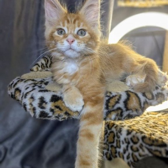 Maine Coon Alva Quora