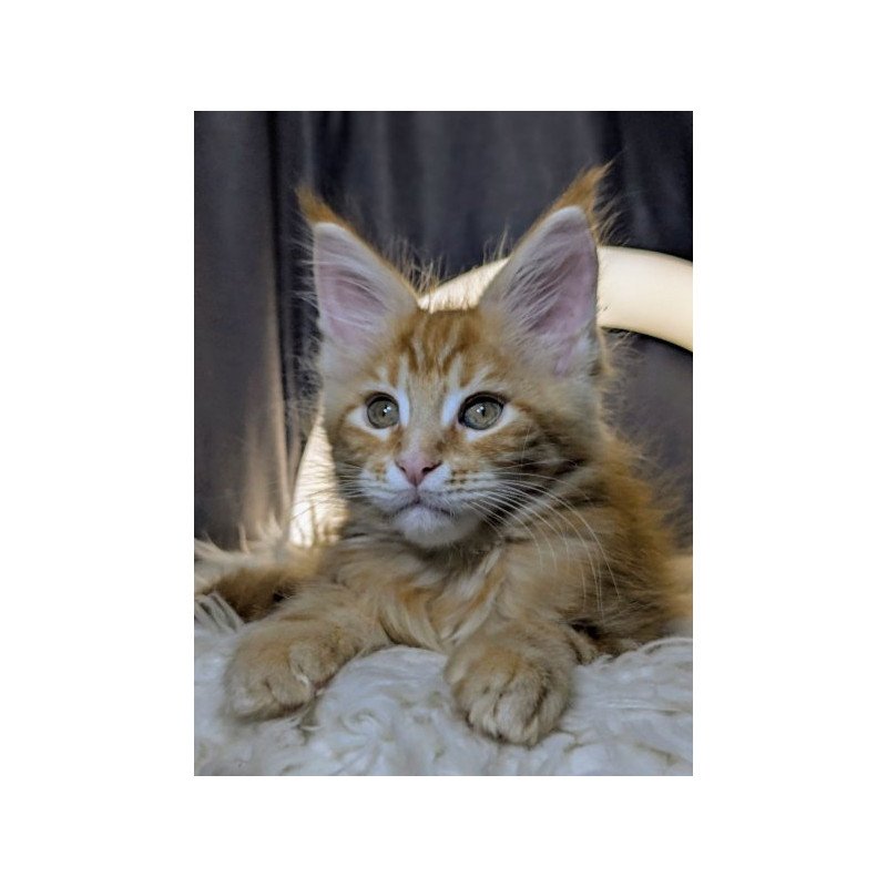 Maine Coon Alva Quora