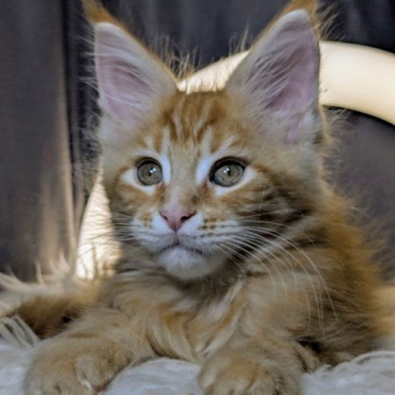 Maine Coon Alva Quora