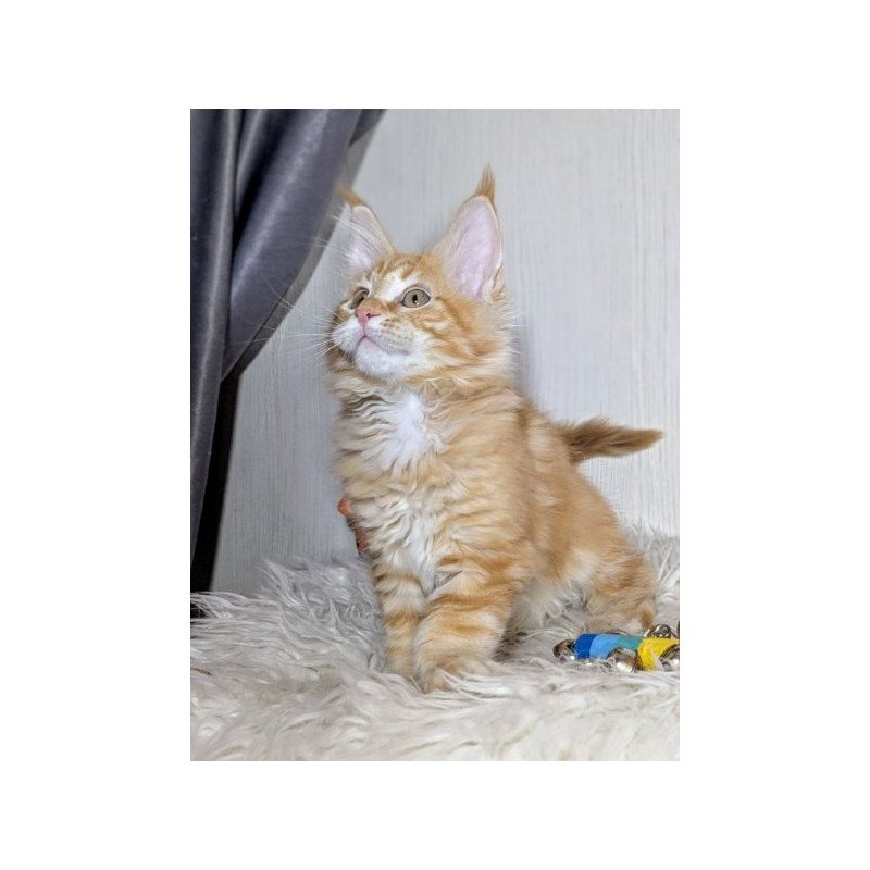 Maine Coon Alva Quissy