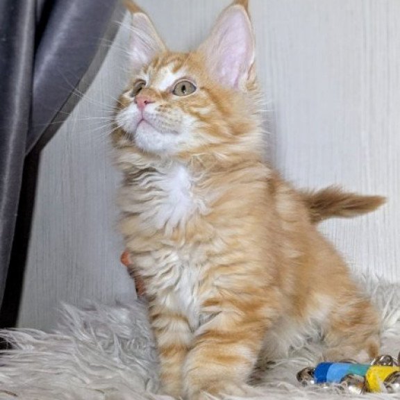 Maine Coon Alva Quissy