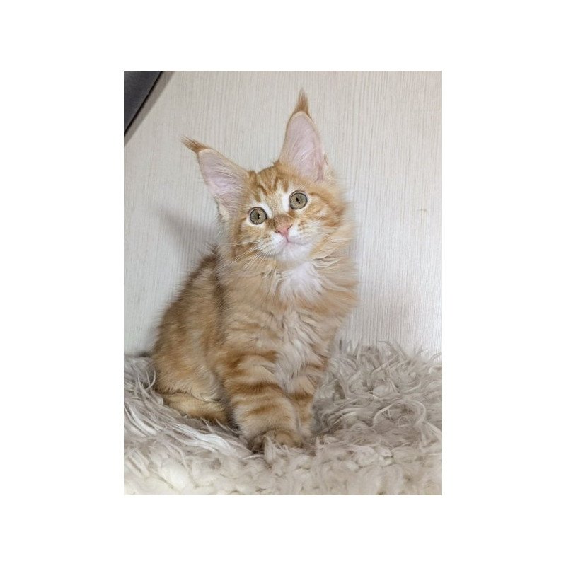 Maine Coon Alva Quissy