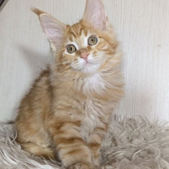 Maine Coon Alva Quissy