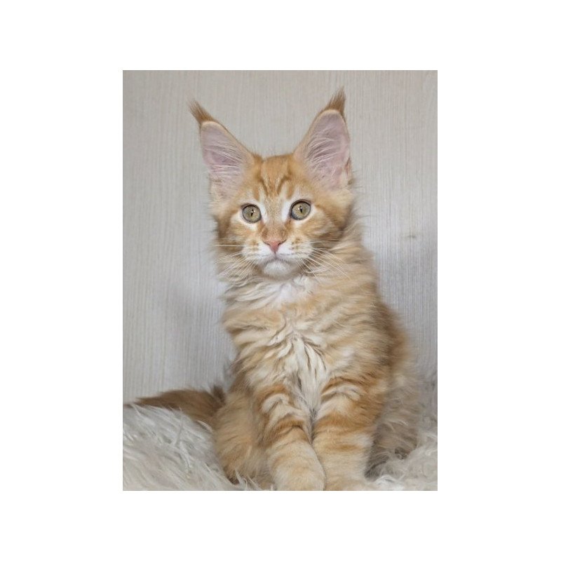 Maine Coon Alva Quissy