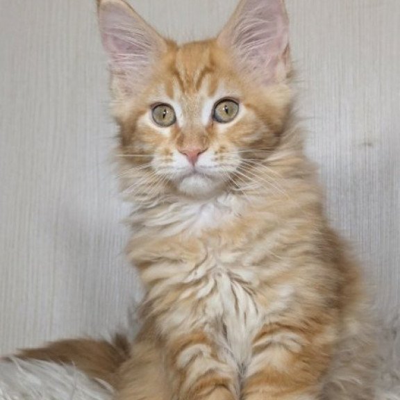 Maine Coon Alva Quissy