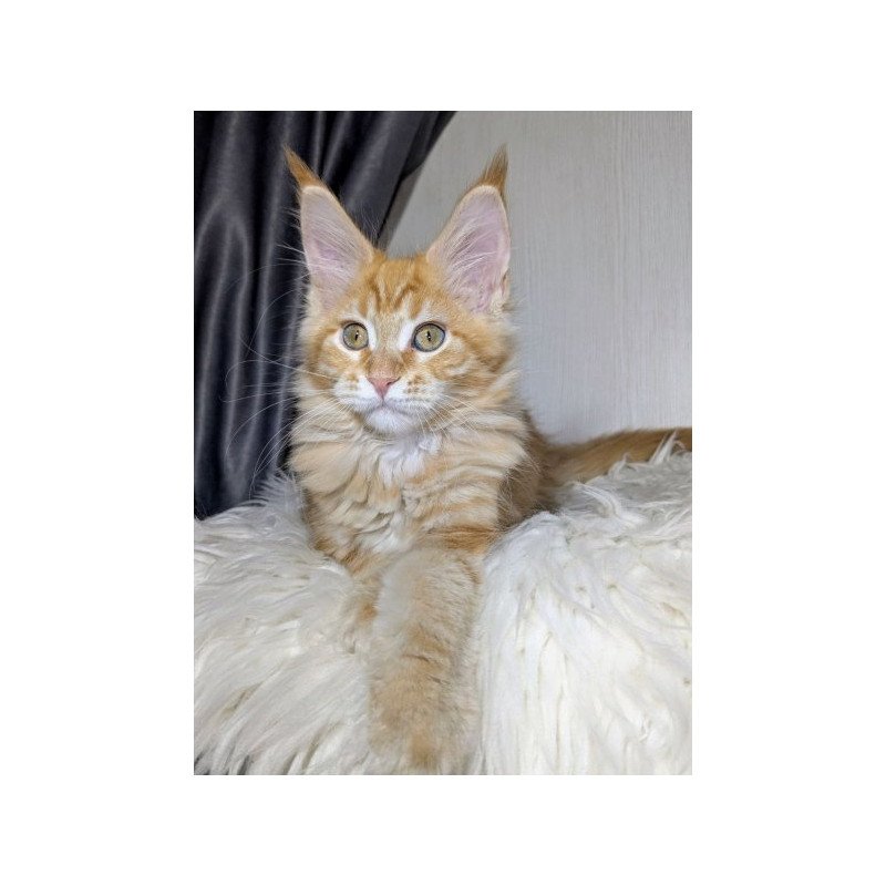 Maine Coon Alva Quissy