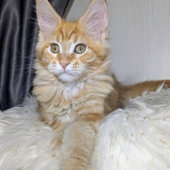 Maine Coon Alva Quissy