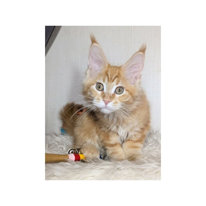 Maine Coon Alva Quissy