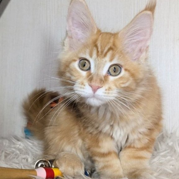 Maine Coon Alva Quissy