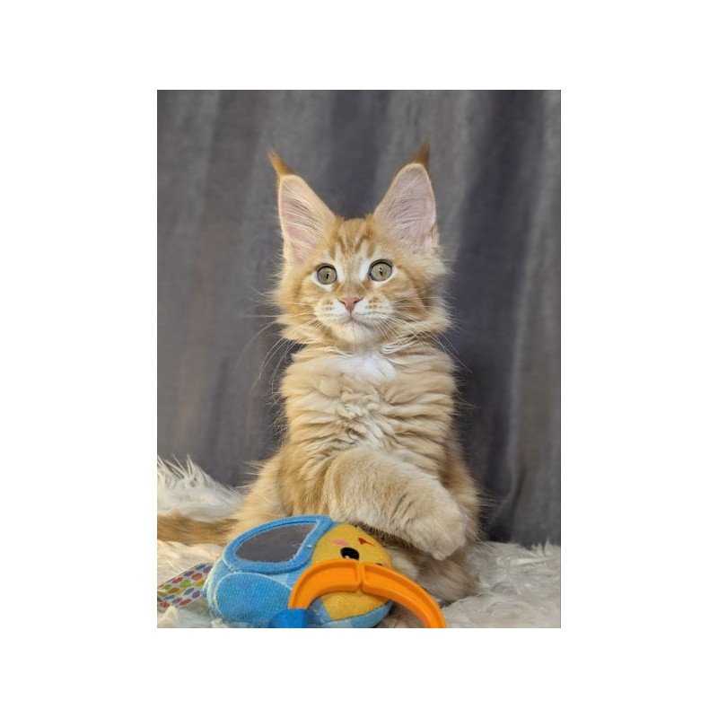 Maine Coon Alva Quissy