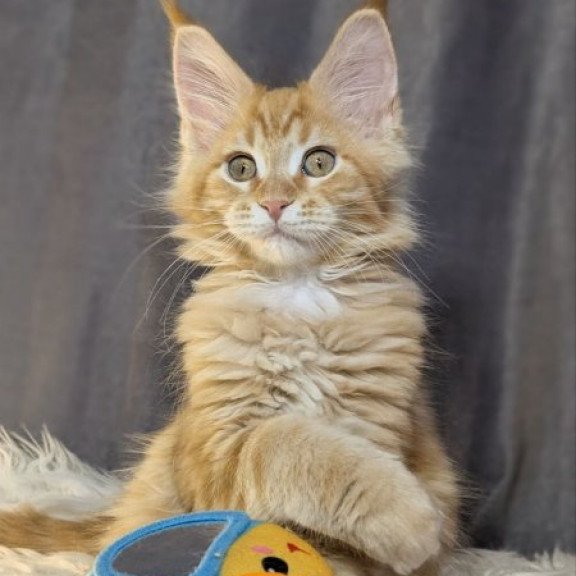 Maine Coon Alva Quissy
