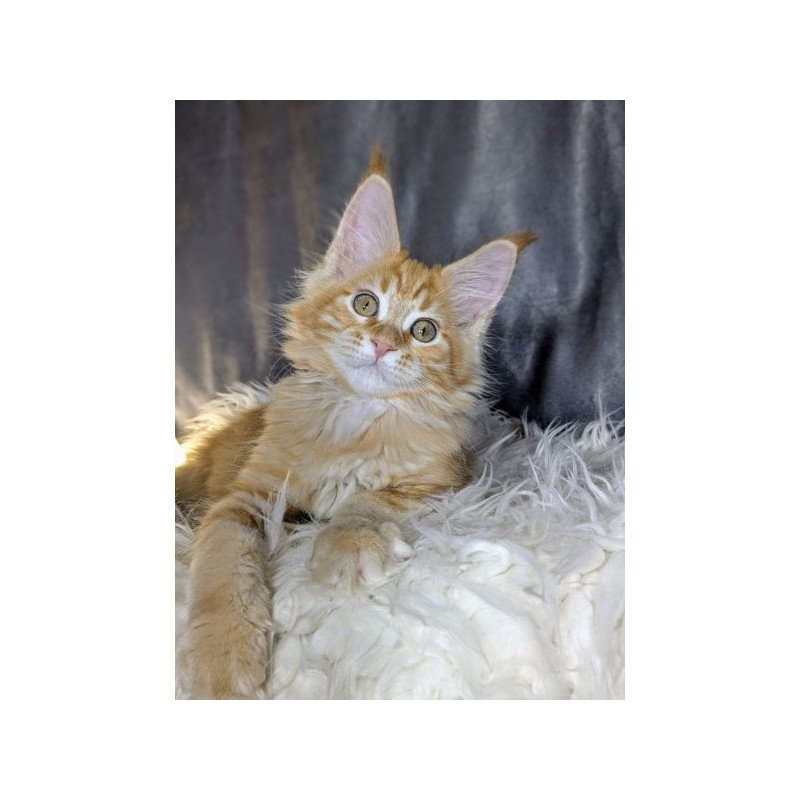Maine Coon Alva Quissy