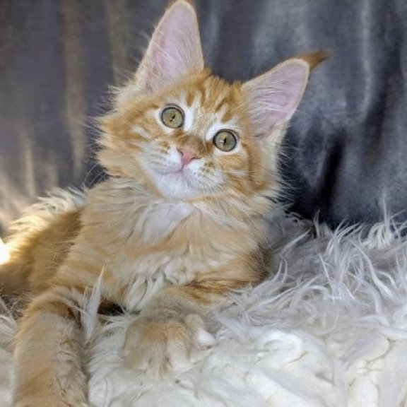 Maine Coon Alva Quissy
