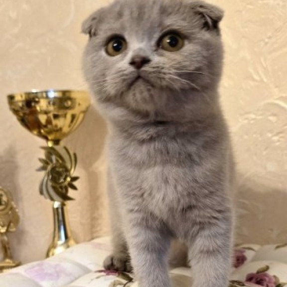 Helen Scottish