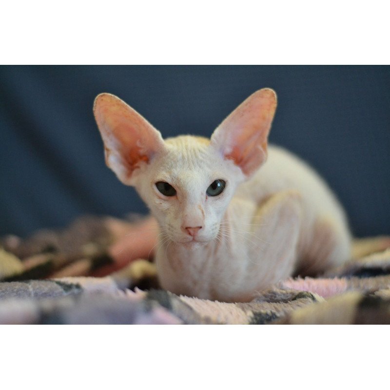Peterbald NOV Scott