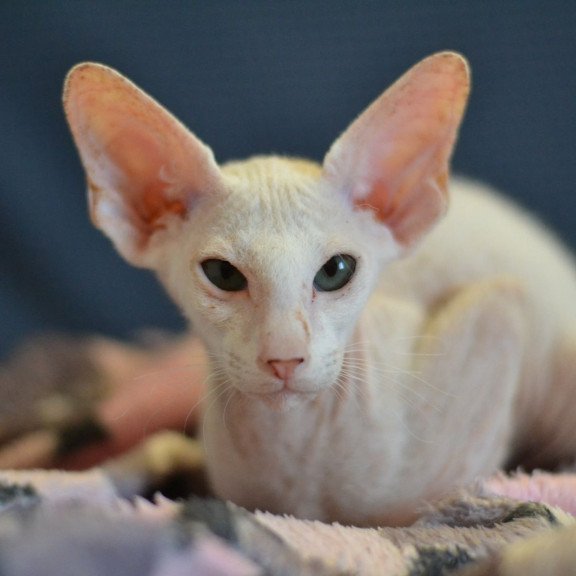 Peterbald NOV Scott