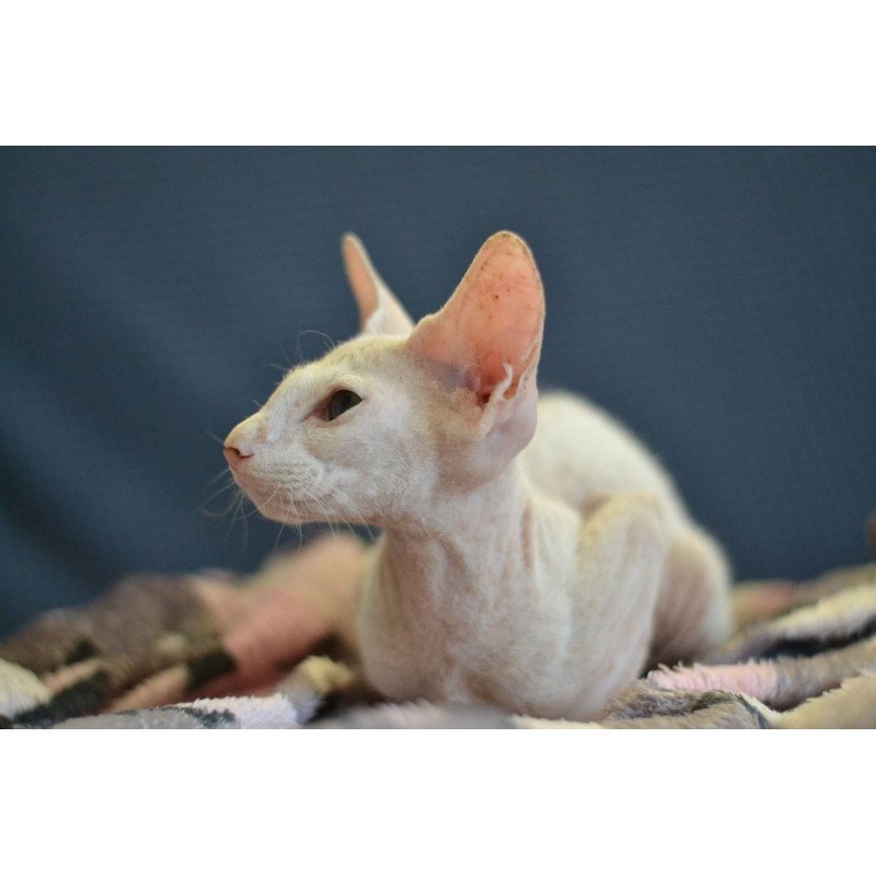 Peterbald NOV Scott