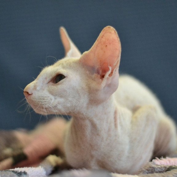 Peterbald NOV Scott