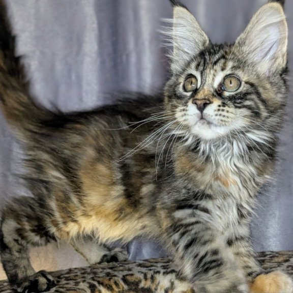 Maine Coon EZ Quisha