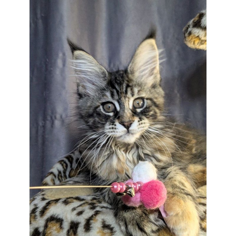 Maine Coon EZ Quisha