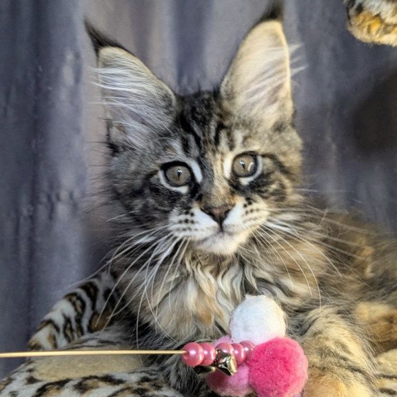 Maine Coon EZ Quisha