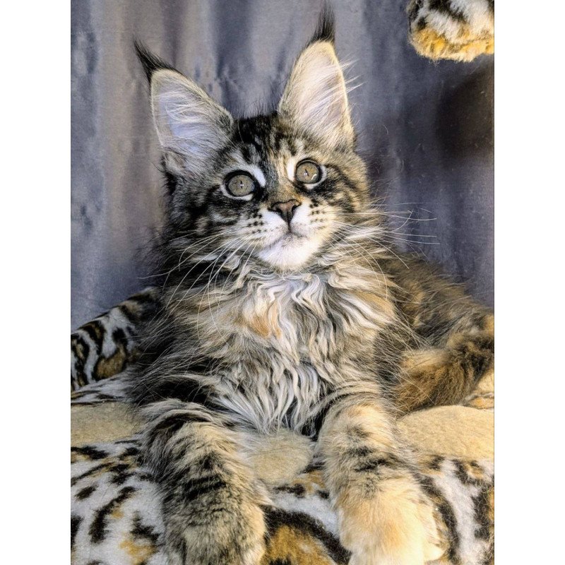 Maine Coon EZ Quisha