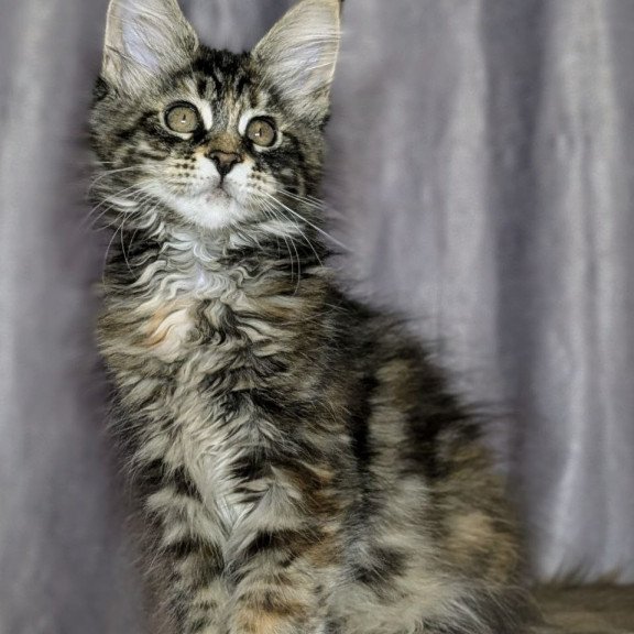 Maine Coon EZ Quisha