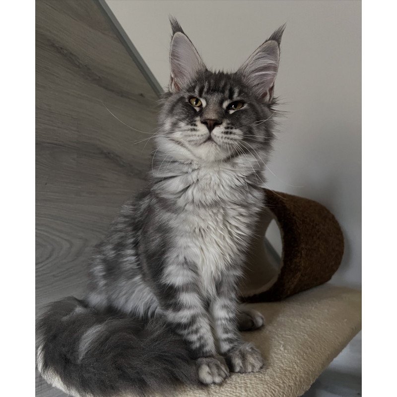 Maine Coon EZ Mavrik